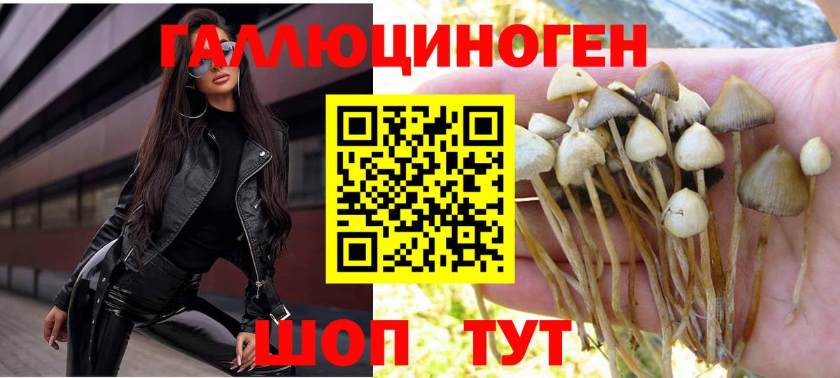 Псилоцибиновые грибы Psilocybine cubensis Элиста